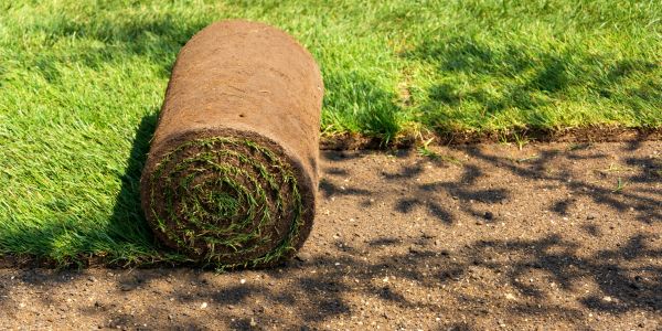 Rolled turf ready to be laid on soil.
