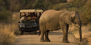 A safari jeep watches an elephant crossing a dirt road in a dry forest.
