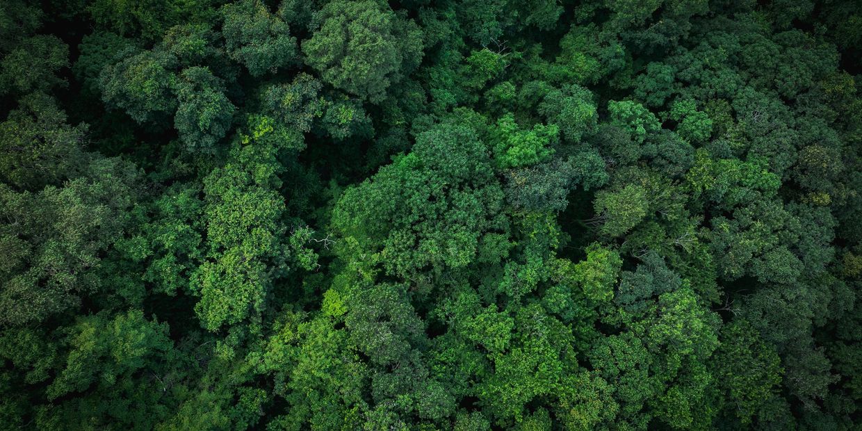 Dense green trees from above