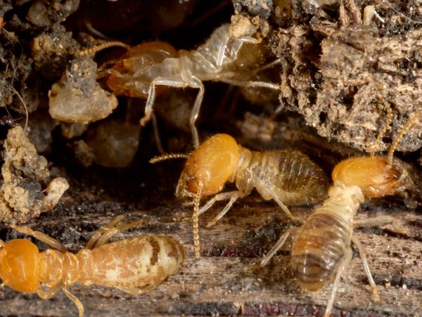 Close-up of termites on decaying wood and soil.