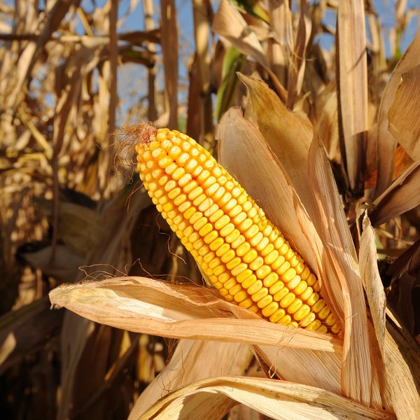 Ripe corn cob on a dry stalk in a sunny field.