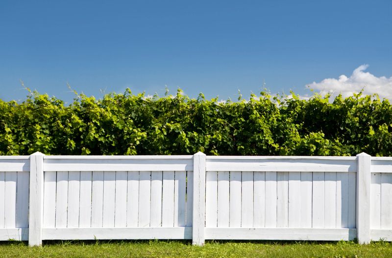 Vineyard boundry under a summer blue sky