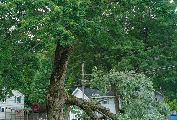 A large tree branch has broken and fallen near houses on a grassy lawn.