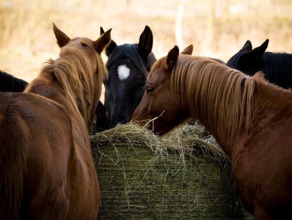 Horses eating hay together.