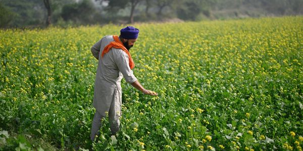 Mustard nurtured with love & care.