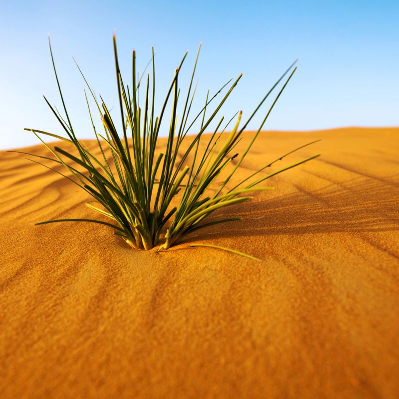 Dubai desert
