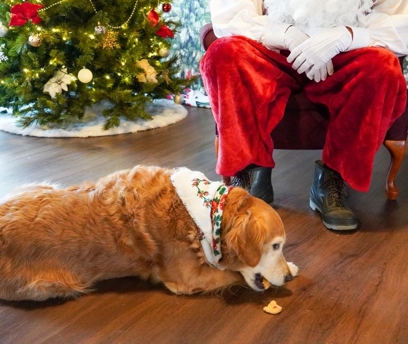 Bessie got Santa’s cookies