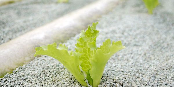 A young lettuce plant growing in a gravel bed.