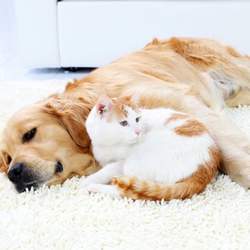 Support sensitive stomachs with gentle probiotics, prebiotics, and enzymes for better digestion and 