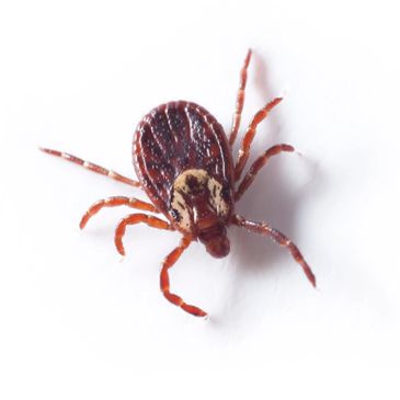 Dog tick