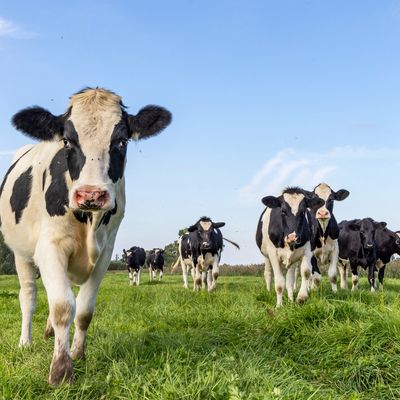 Black and white cows walking on a green pasture under a clear blue sky. Cows for mobility scoring.