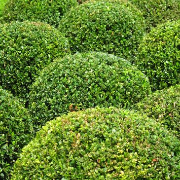 Close-up of neatly trimmed green boxwood bushes.