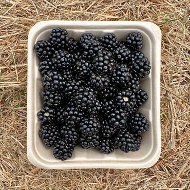 A container filled with fresh blackberries on dry grass.