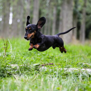 A black and tan dachshund joyfully leaps over green grass in a forest.