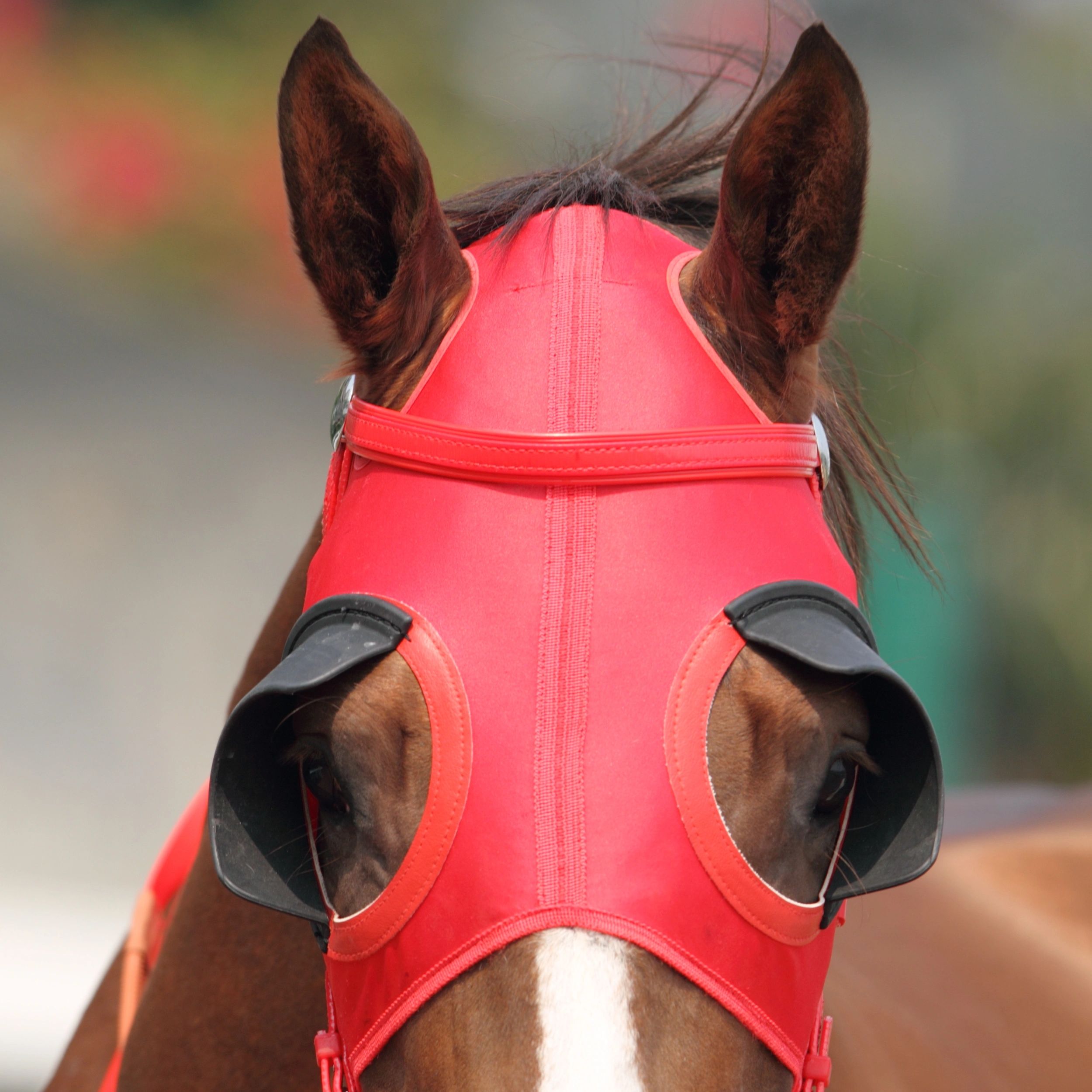 Horse wearing a red racing hood with blinkers.