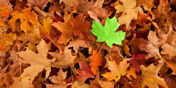 A bright green leaf stands out among fallen autumn leaves.