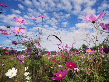 Bright pink and white wildflowers bloom under a partly cloudy blue sky.