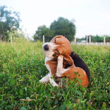 Relieve itchy skin and seasonal allergies with safe, vet-approved solutions for healthier pets.