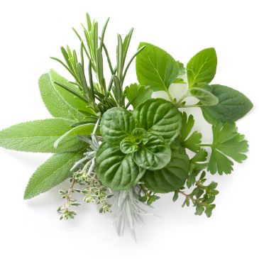 A bunch of fresh green herbs on a white background.