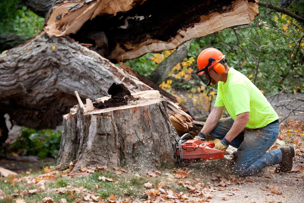 Tree Stump Removal