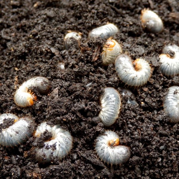White grubs in soil