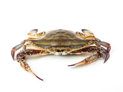 Close-up of a brown crab isolated on white background.