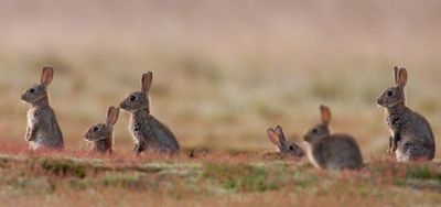 A group of rabbits sitting on the ground.