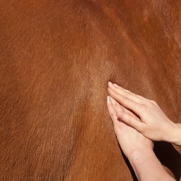 Hands gently touching the brown fur of an animal.