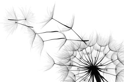 Black and white dandelion seeds blowing away.