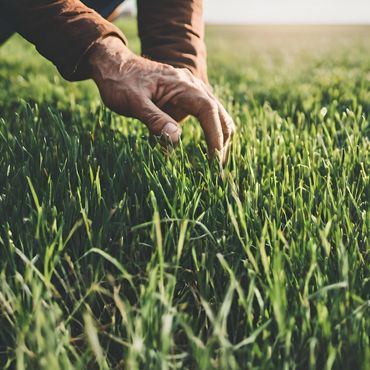 Hand touching grass in a field.