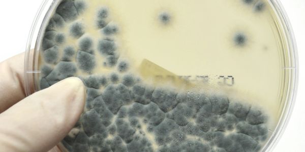 Gloved hand holding petri dish with mold colonies.