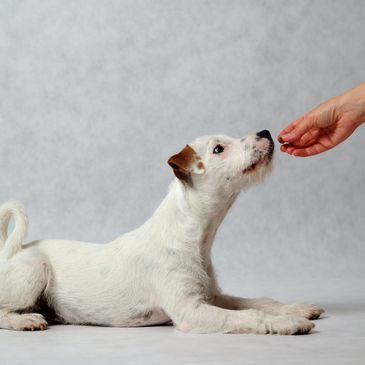 A white dog attentively reaches for a treat from a hand.