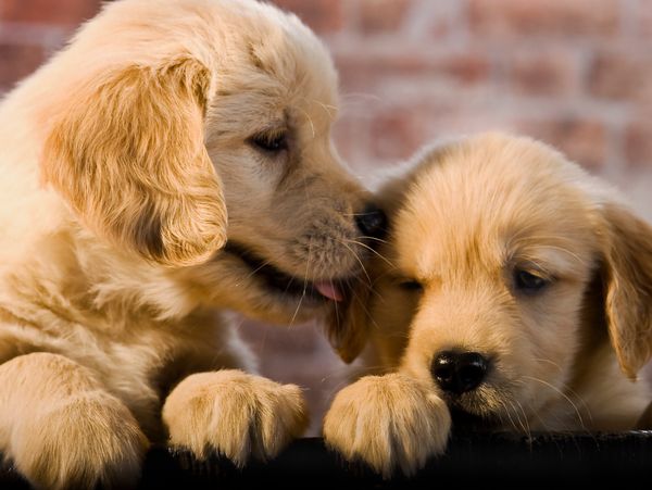 Two adorable golden retriever puppies close-up.