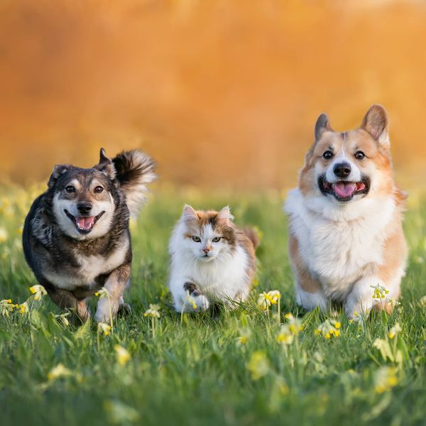 Two dogs and a cat running together in a field of flowers.