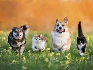 Pets at Home