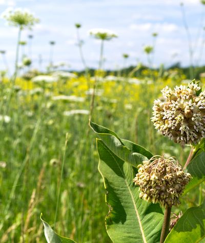 Close-up of flowering plant in a sunny meadow.