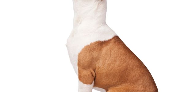 Brown and white dog sitting.