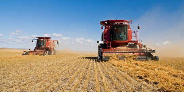Two harvesters working in a wheat field.