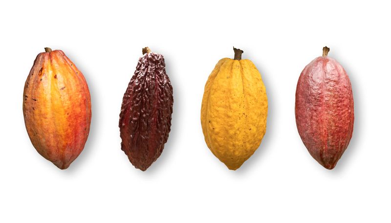 Different varieties and colors of cocoa fruit isolated on white background..