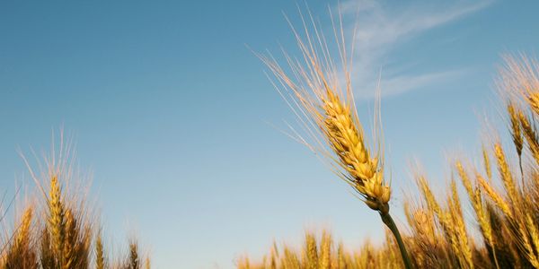 Close-up of a wheat head in a field against a clear sky.