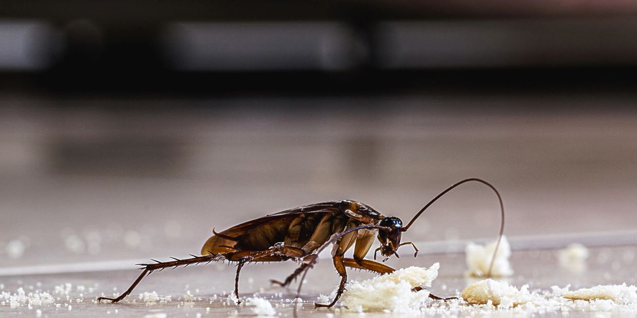 Close-up of a cockroach eating crumbs on the floor.