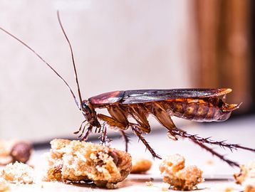Close-up of a cockroach feeding on crumbly food particles indoors.