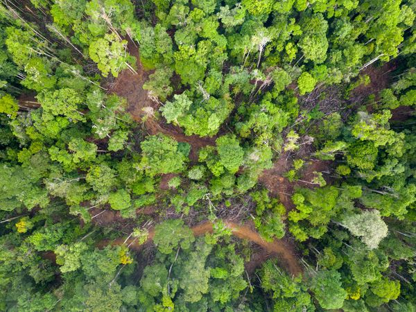 Birds Eye view of the forrest