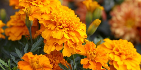 Marigolds