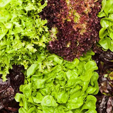 Variety of fresh lettuce leaves in different colors and textures.