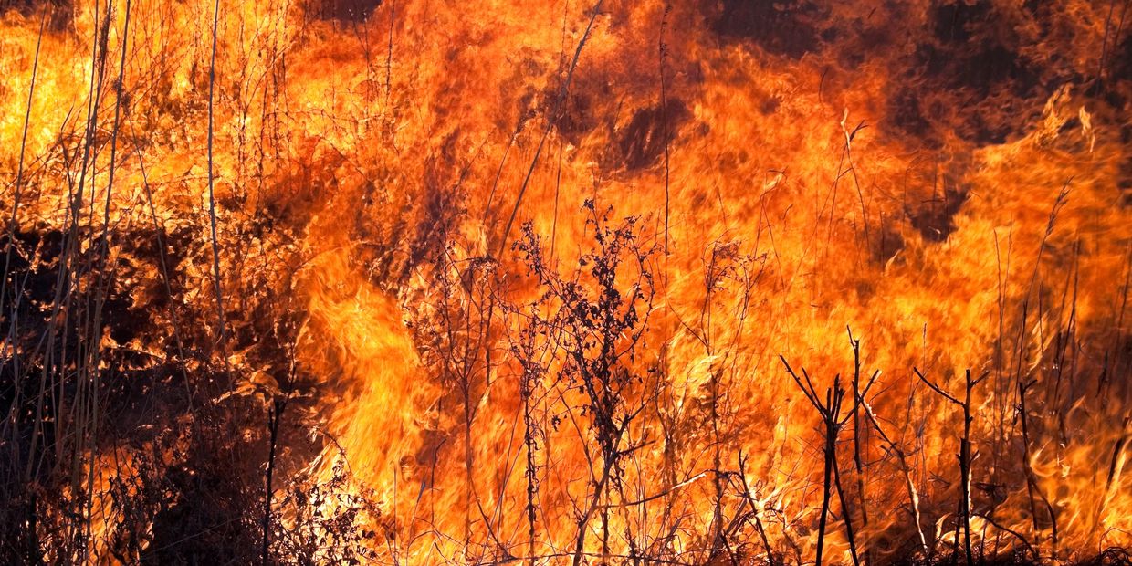 Trees on fire
