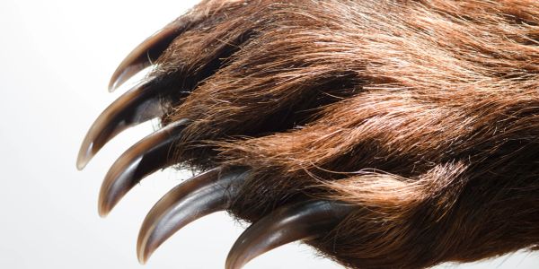 Close-up of a bear's paw with sharp claws.