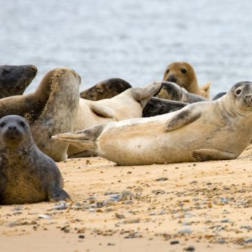 Group of seals resting on the beach.