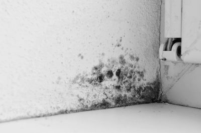 Black mold growing on a wall corner near a window.