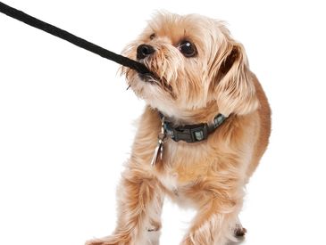 Small dog biting a black leash attached to a white tag.